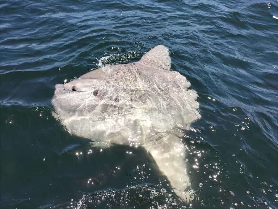 Cape Town: Marine Biologist Led Safari Tour - V&A Waterfront - Key points to know before you book