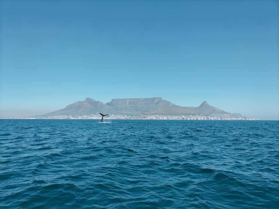 Cape Town: Marine Biologist Led Safari Tour - V&A Waterfront - A marine safari with a purpose