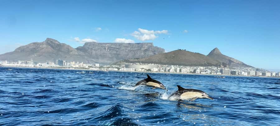 Cape Town: Marine Biologist Led Safari Tour - V&A Waterfront - Leaving the Waterfront for Table Bay