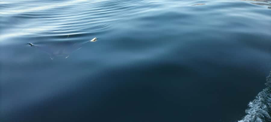 Cape Town: Marine Biologist Led Safari Tour - V&A Waterfront - Looking for dolphins, penguins, seals, and sunfish