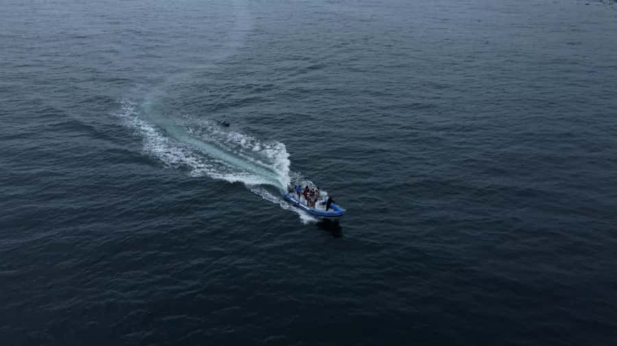 Cape Town: Marine Biologist Led Safari Tour - V&A Waterfront - The chance of whales, with no promise