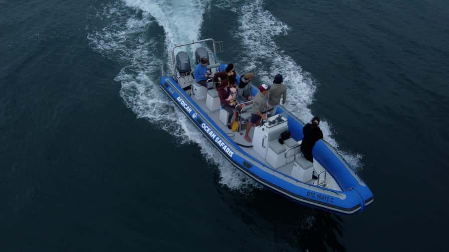 Cape Town: Marine Biologist Led Safari Tour - V&A Waterfront - Starting beside the Marina Swing Bridge