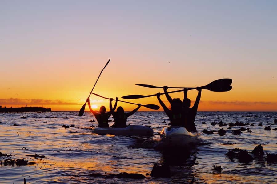 Cape Town: Marine Life Kayak Tour From the V&A Waterfront - What the guides add to the experience
