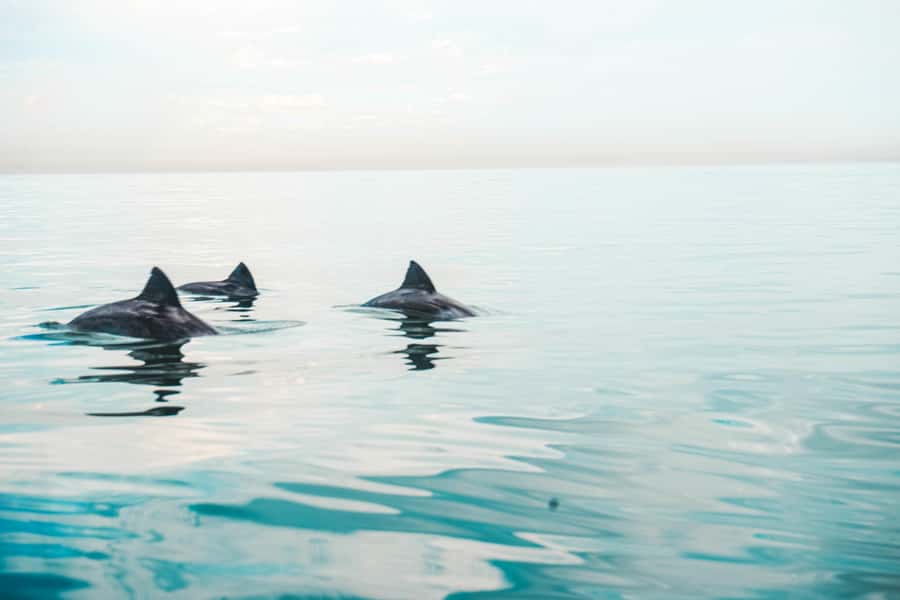 Cape Town: Marine Life Kayak Tour From the V&A Waterfront - Learning the basics before leaving shore