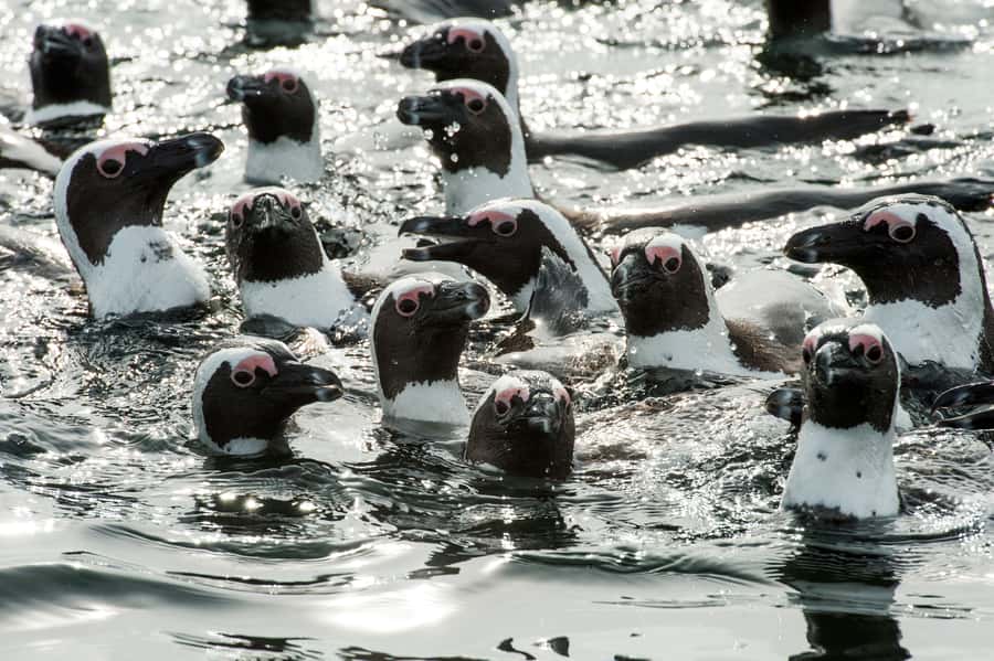 Cape Town: Marine Wildlife Tour from the V&A Waterfront - What makes this Cape Town boat trip worth considering
