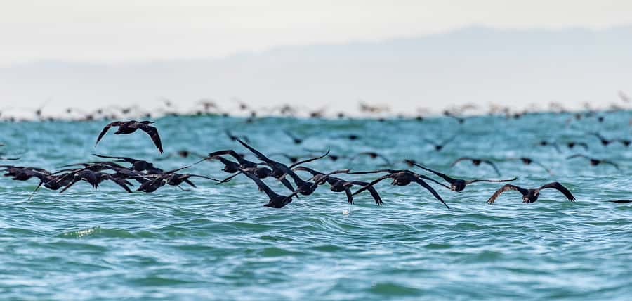 Cape Town: Marine Wildlife Tour from the V&A Waterfront - Should you book the Table Bay wildlife tour?