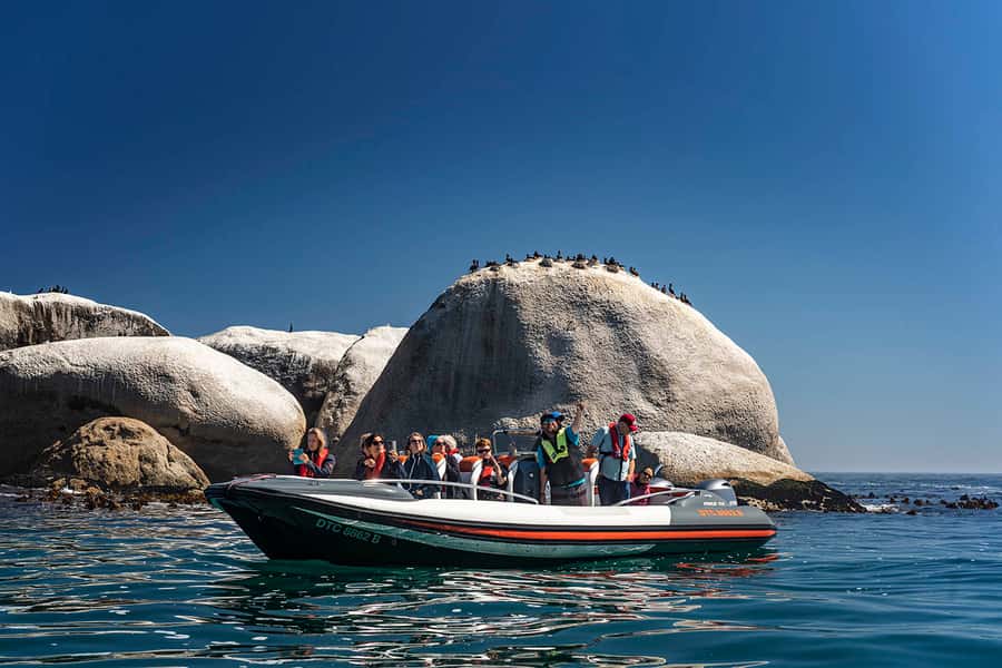 Cape Town: Marine Wildlife Tour from the V&A Waterfront - Searching for dolphins and whales