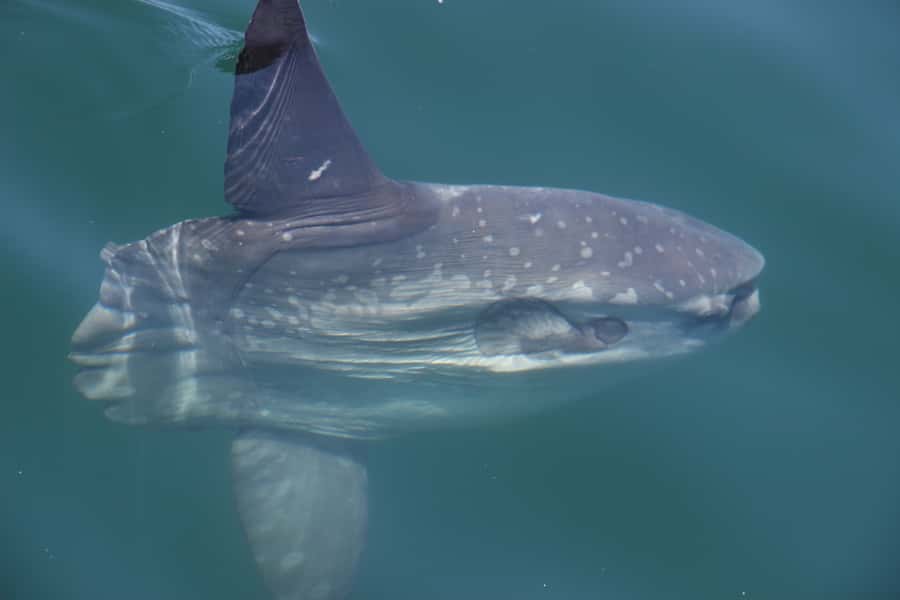 Cape Town: Marine Wildlife Tour from the V&A Waterfront - Seals, penguins, sunfish, and seabirds