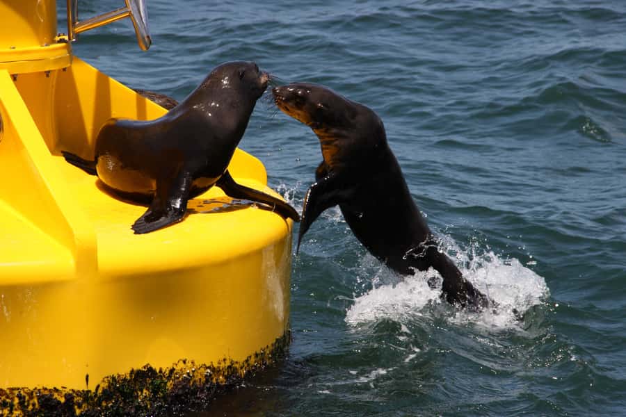 Cape Town: Marine Wildlife Tour from the V&A Waterfront - The return to the V&A Waterfront