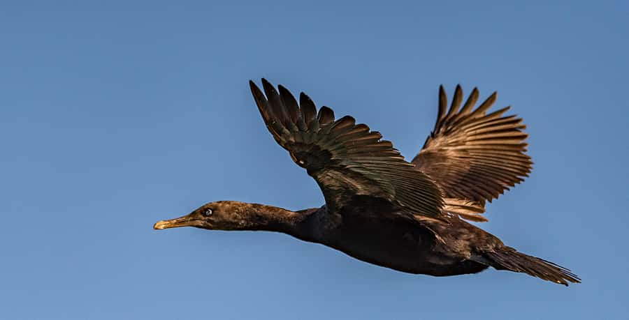 Cape Town: Marine Wildlife Tour from the V&A Waterfront - Price, comfort, and overall value