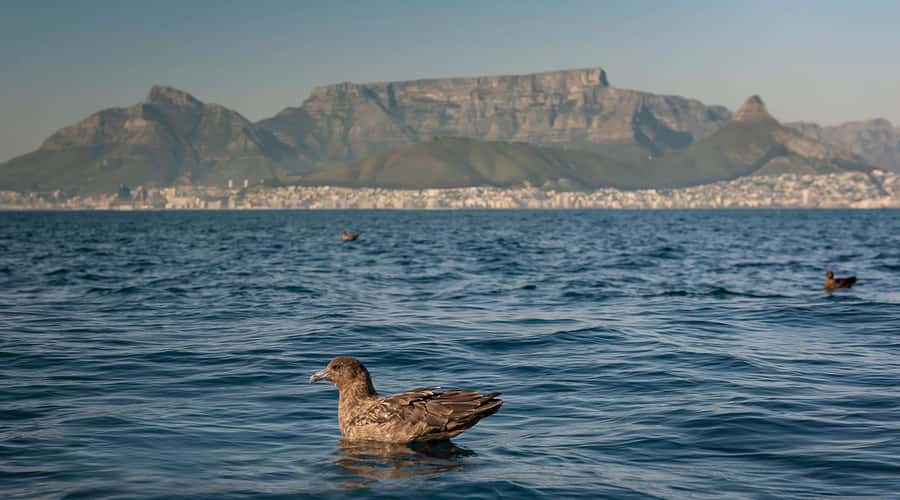 Cape Town: Marine Wildlife Tour from the V&A Waterfront - Who should book this cruise?