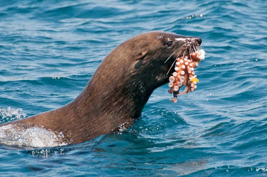 Cape Town: Marine Wildlife Tour from the V&A Waterfront - The first minutes on Table Bay