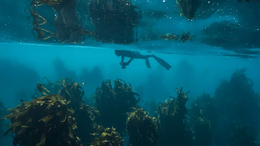 Cape Town: Ocean Safari in Hout Bay - Key points at a glance