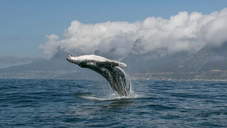 Cape Town: Ocean Safari in Hout Bay - Snorkeling around kelp and shipwrecks