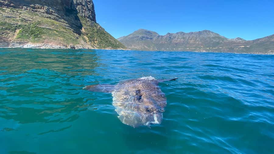 Cape Town: Ocean Safari in Hout Bay - Returning warm, fed, and able to shower