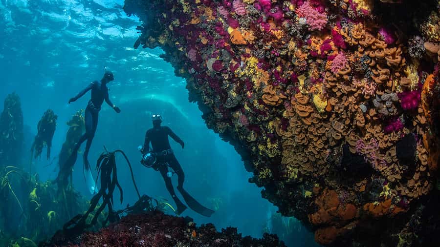 Cape Town: Ocean Safari in Hout Bay - Practical booking advice before you go