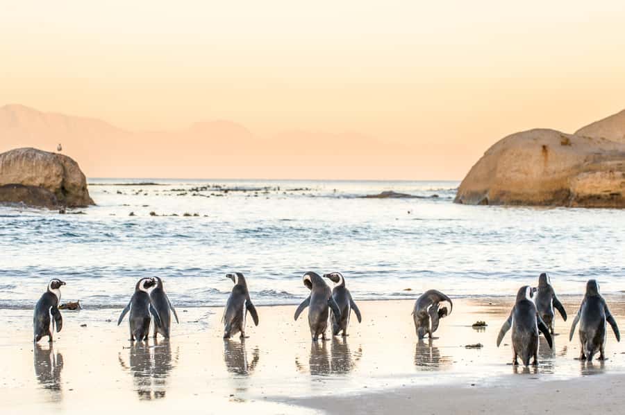 Cape Town: Penguin Watching at Boulders Beach Half Day Tour - Key points at a glance