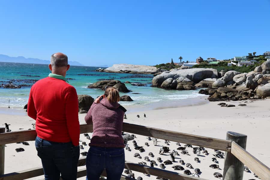 Cape Town: Penguin Watching at Boulders Beach Half Day Tour - Should you book it?
