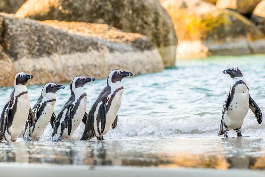 Cape Town: Penguin Watching at Boulders Beach Half Day Tour - Chapmans Peak is the scenic centerpiece