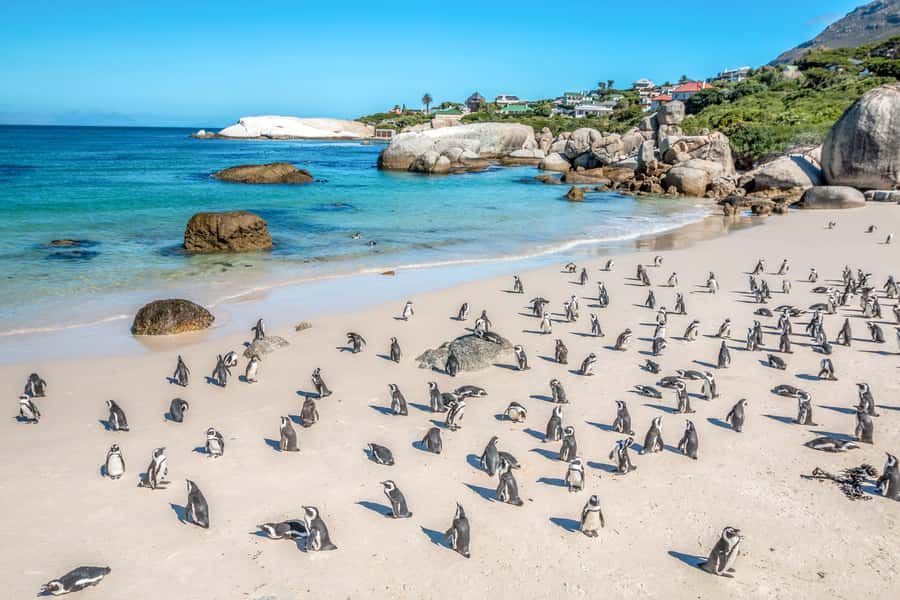 Cape Town: Penguin Watching at Boulders Beach Half Day Tour - The guides are a major part of the experience