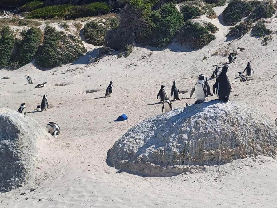 Cape Town: Penguins and Cape of Good Hope Sunset Tour - Cape of Good Hope: open space and animal sightings