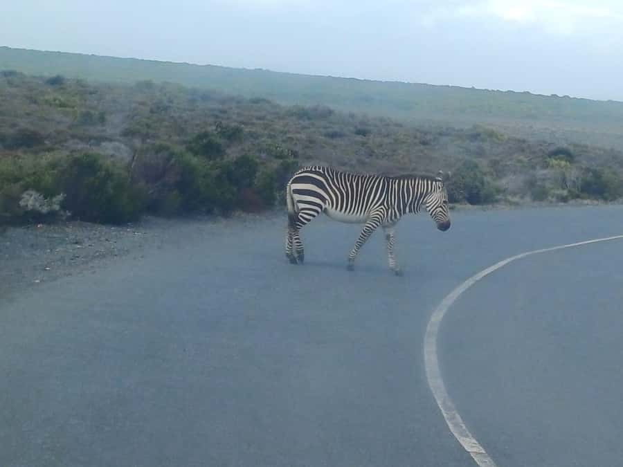 Cape Town: Penguins and Cape of Good Hope Sunset Tour - Guides, vehicles, and the human side of the trip