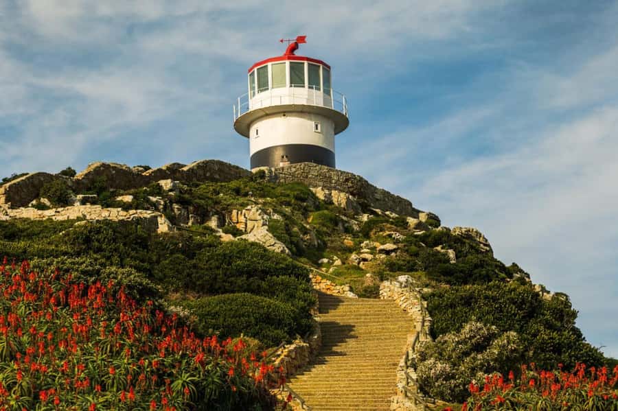 Cape Town: Penguins & Cape of Good Hope Day Tour with Pickup - Guides, drivers, and the small-group advantage