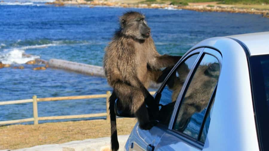 Cape Town: Penguins & Cape of Good Hope Half Day Shared Tour - Why this half-day route works in Cape Town
