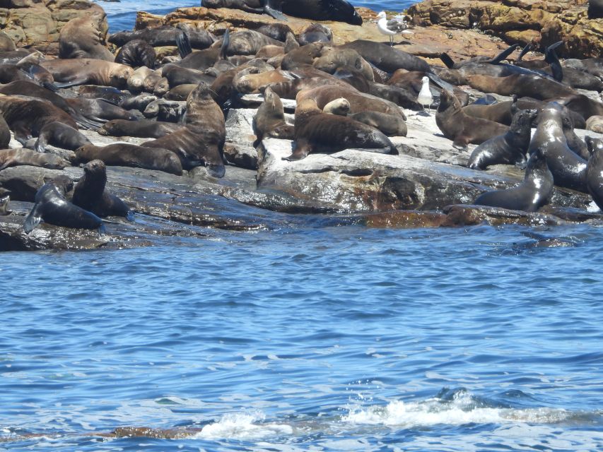 Cape Town: Penguins & Cape of Good Hope Half Day Shared Tour - Wildlife sightings and the value of a local guide