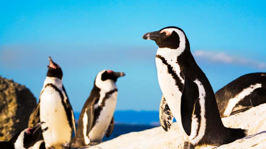 Cape Town: Penguins & Cape of Good Hope Half Day Shared Tour - The vehicle, timing, and pace
