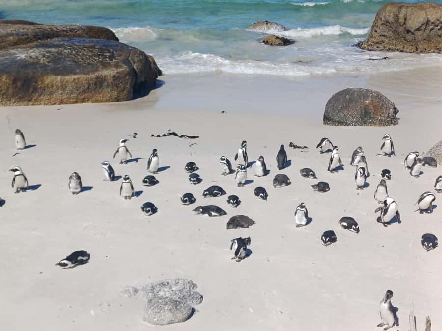 Cape Town: Penguins & Cape of Good Hope Half-Day Tour - Boulders Beach: African penguins up close