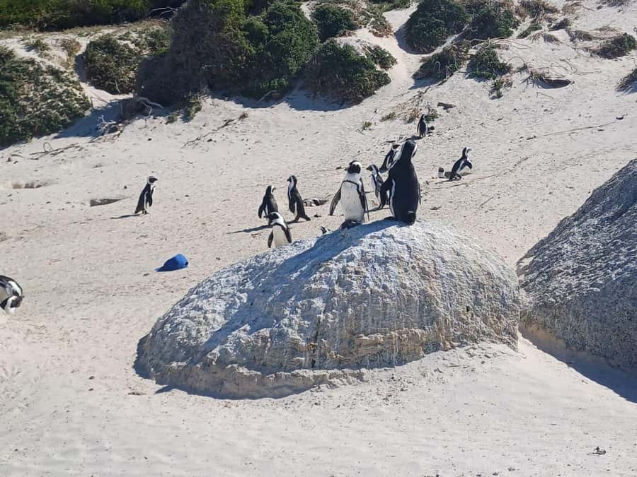 Cape Town: Penguins & Cape of Good Hope Half-Day Tour - The guide can shape the whole morning