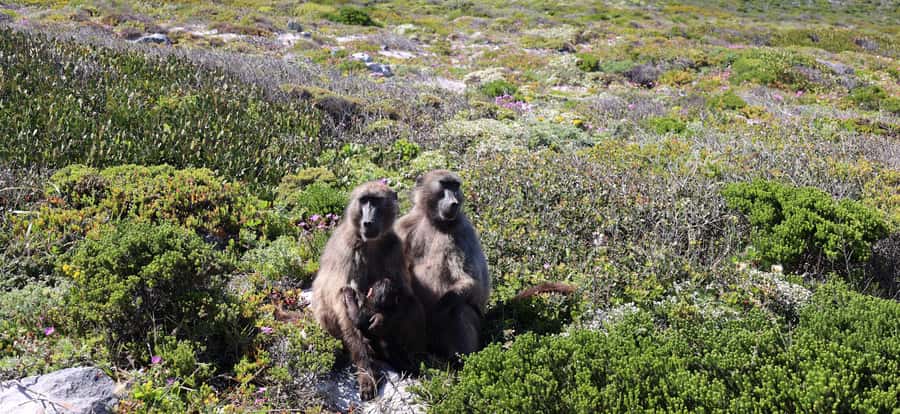 Cape Town: Peninsula, Penguins & Cape of Good Hope Day Tour - Why this route works so well in one day