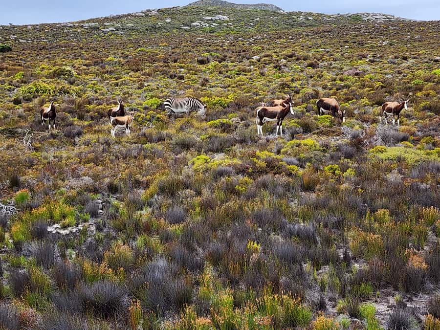 Cape Town: Peninsula, Penguins & Cape of Good Hope Day Tour - Chapman’s Peak gives you the day’s great road view