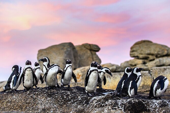 Cape Town Private Group Tour to Cape of Good Hope and Boulders Penguins Colony - Starting in Cape Town and Bo-Kaap