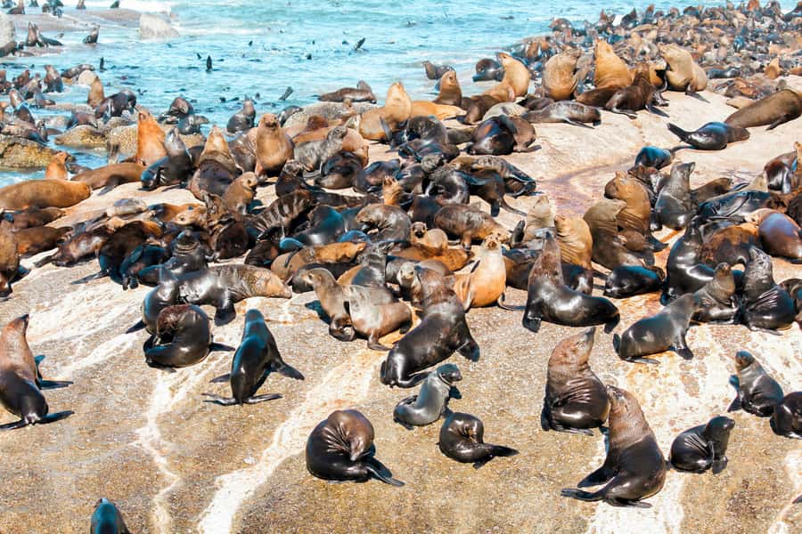 Cape Town: Robben Island Ferry Tour with 1-Way Hotel Pickup - Who will get the most from this experience