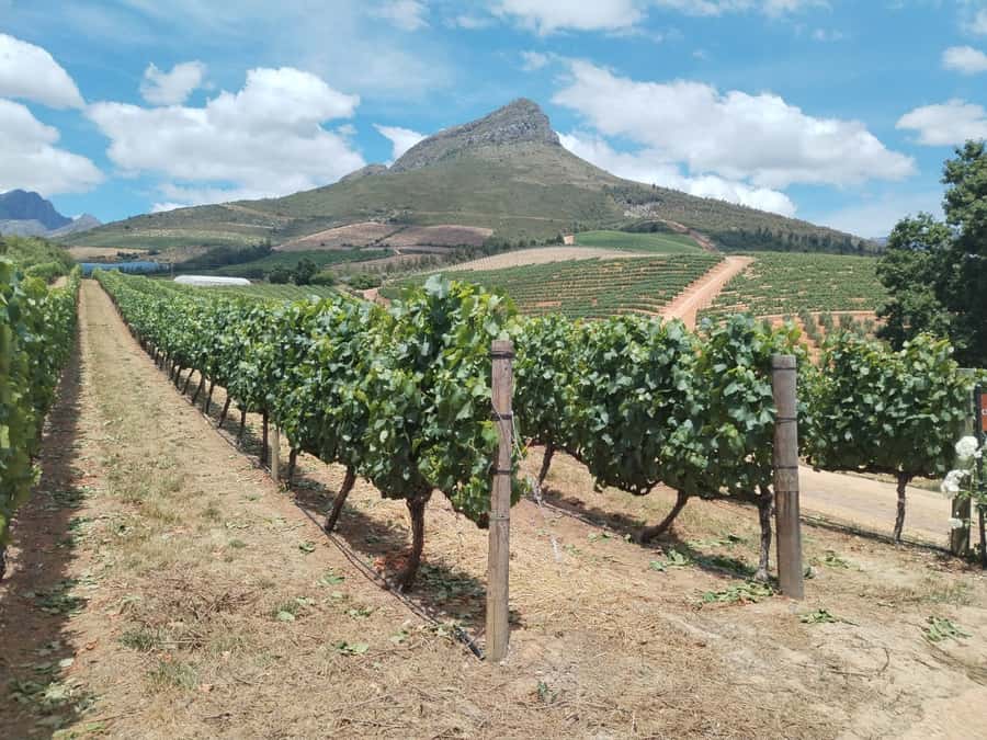 Cape Town: Stellenbosch, Franschhoek, Wine Tasting and Tram - Key points at a glance