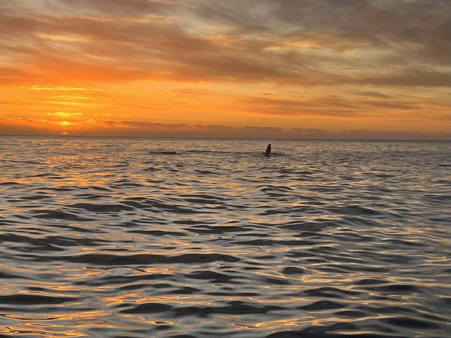 Cape Town: Sunset Cruise from V&A Waterfront with Bubbly - Why this schooner makes the sunset special