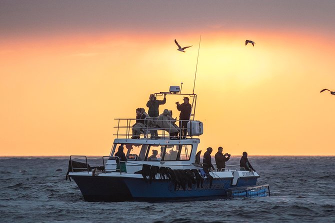 CapeTown: Shark Cage Diving Experience with Scuba - What the Simon’s Town departure is really like