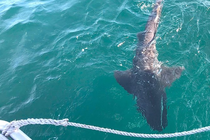 CapeTown: Shark Cage Diving Experience with Scuba - Weather, seasickness, and comfort