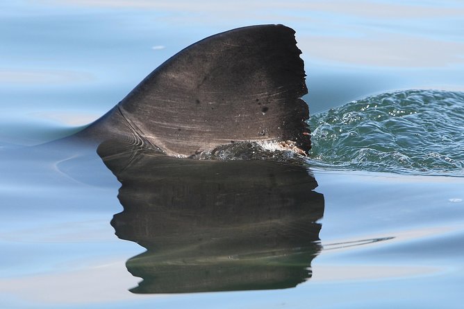 CapeTown: Shark Cage Diving Experience with Scuba - How the small group affects the day