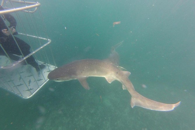 CapeTown: Shark Cage Diving Experience with Scuba - Which sharks you may see around Cape Town