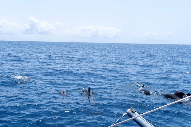 Catamaran Half Day - Beautiful day on the Atlantic Ocean - Who will enjoy this three-hour trip?
