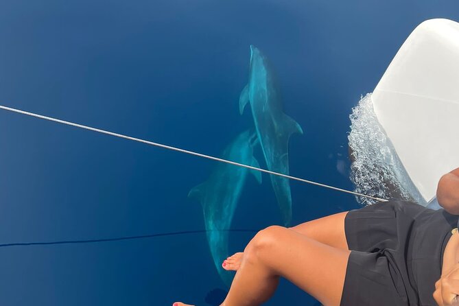 Catamaran Half Day - Beautiful day on the Atlantic Ocean - Wildlife watching from the catamaran