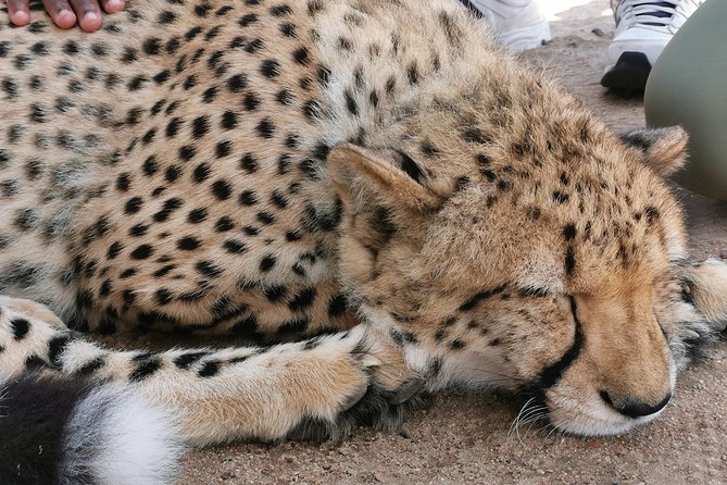 Cheetah Outreach Tour Somerset West, Gordon's Bay and Strand Beaches - The Cheetah Outreach visit in Somerset West