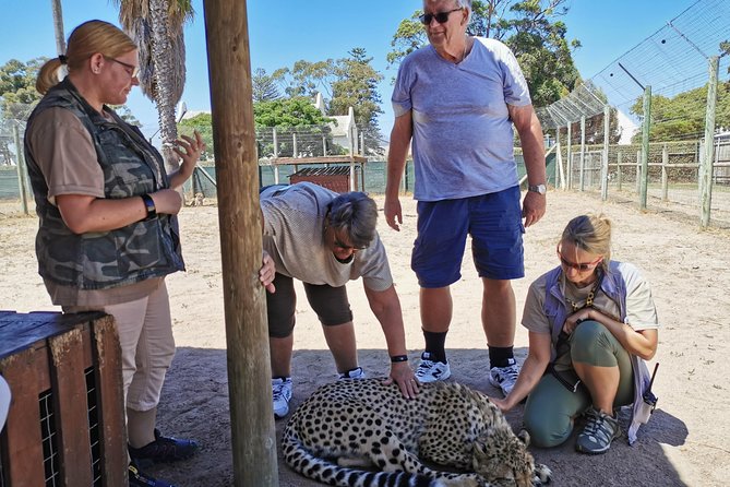 Cheetah Outreach Tour Somerset West, Gordon's Bay and Strand Beaches - What the $53.20 price really covers