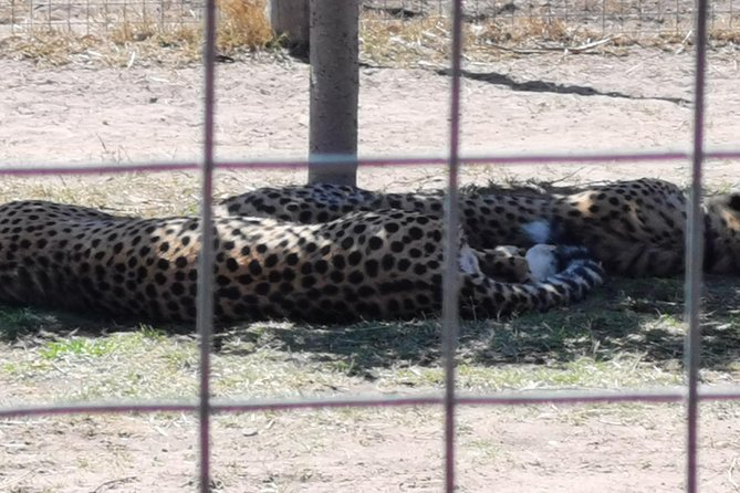 Cheetah Outreach Tour Somerset West, Gordon's Bay and Strand Beaches - Timing, group size, and small practical details