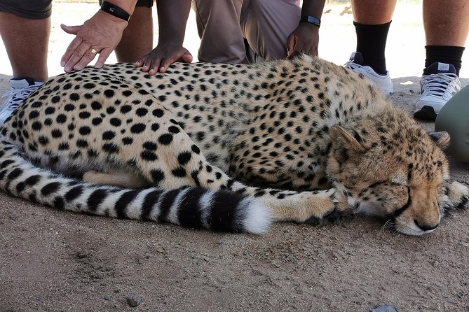 Cheetah Outreach Tour Somerset West, Gordon's Bay and Strand Beaches - Gordon’s Bay for views, lunch, and a swim