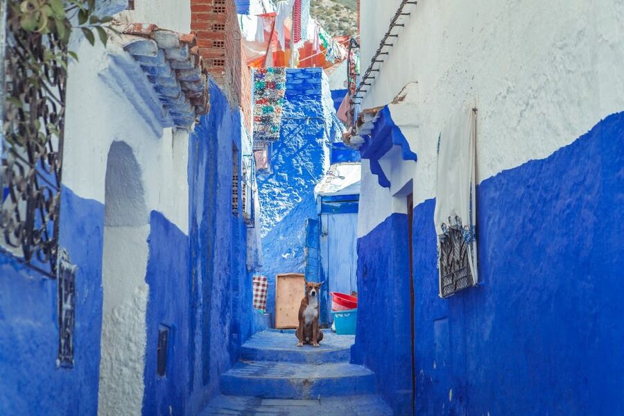 Chefchaouen Day Trip from Fez (Shared Group Tour) - Price, comfort, and who gets the best value