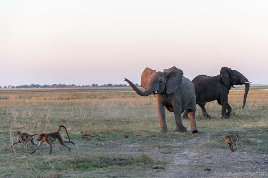 Chobe National Park: Day Trip, Safari drive & River Cruise - The early pickup from Livingstone or Victoria Falls